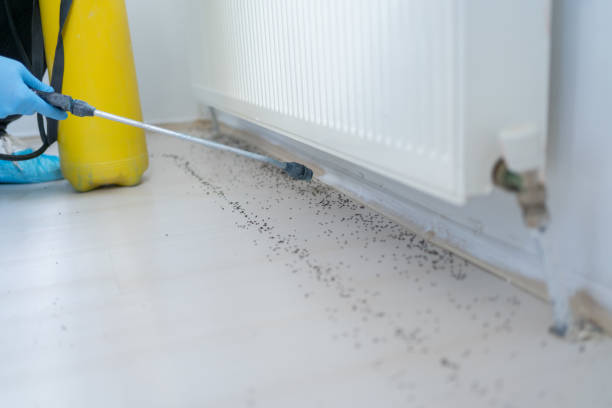 Best Ant Control Services  in Providence, KY
